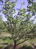Arbol de pistacho. 
(Pistacia vera L.)
plantado en Chile