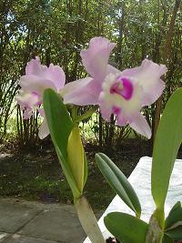 Orquidea para . . .