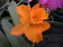 Orquidea